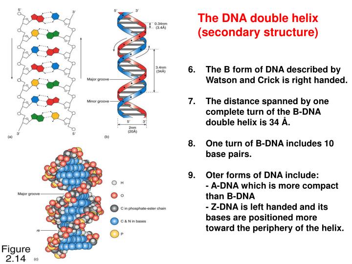 secondary structure of dna ppt