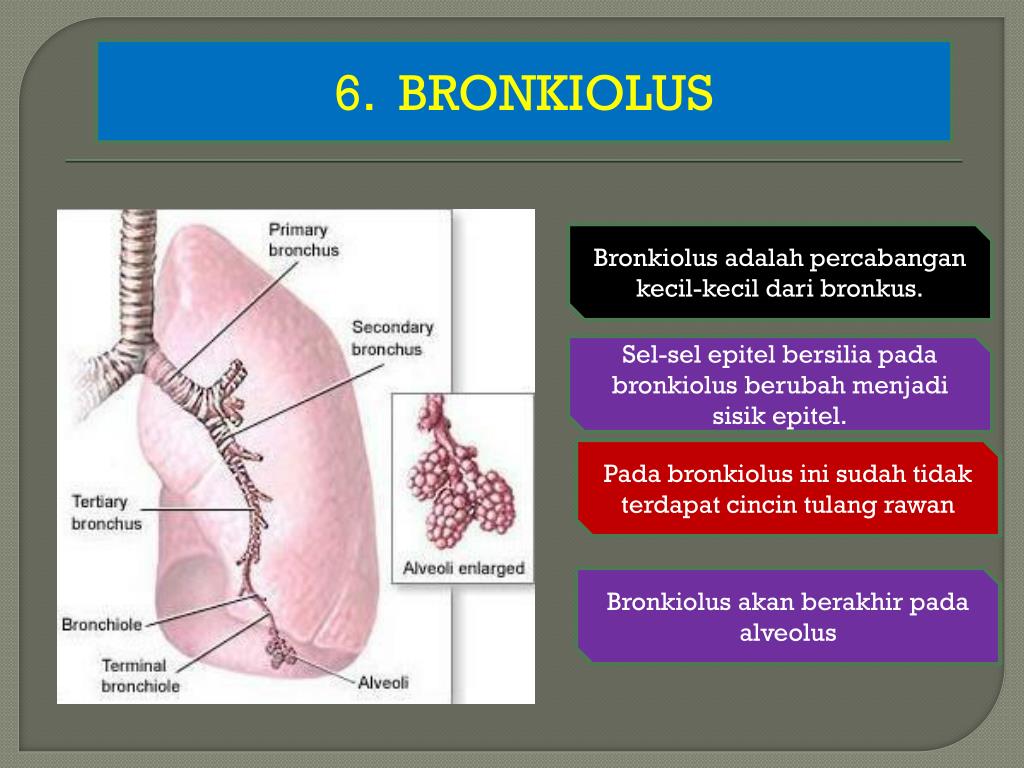 Ppt Sistem Pernapasan Pada Manusia Powerpoint Presentation Free