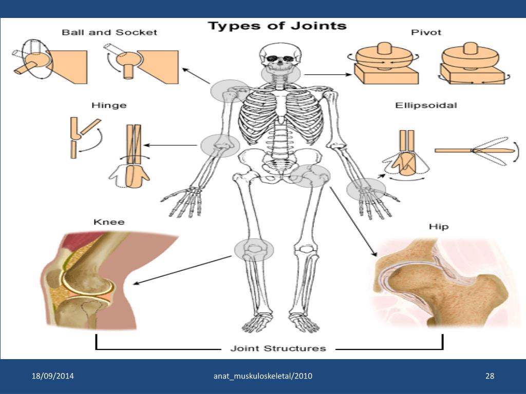 Названия суставов человека. Суставы человека. Схема суставов человека. Суставы скелета. Суставы человека анатомия в картинках.