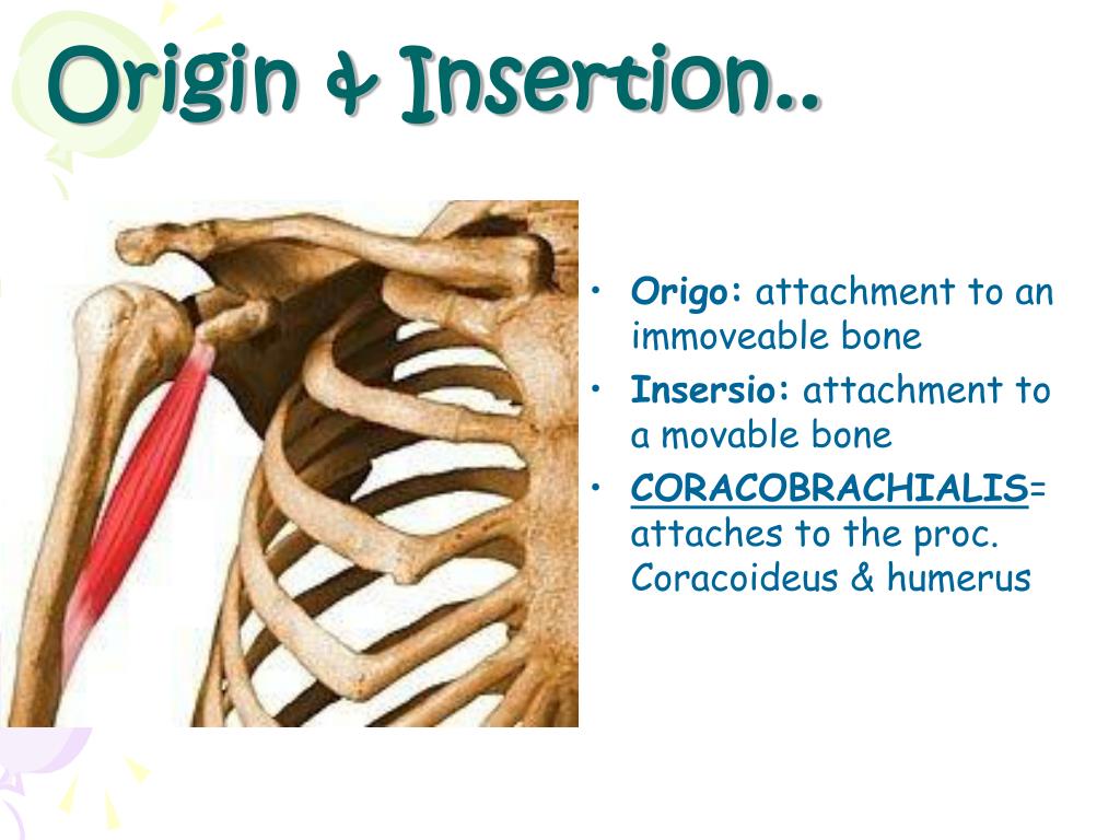 PPT - Human anatomy MUSCULAR SYSTEM PowerPoint ...