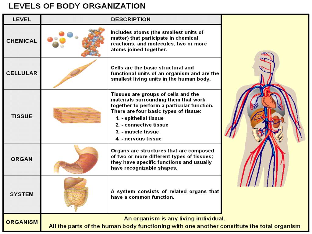 Organization of the Human Body - ppt download