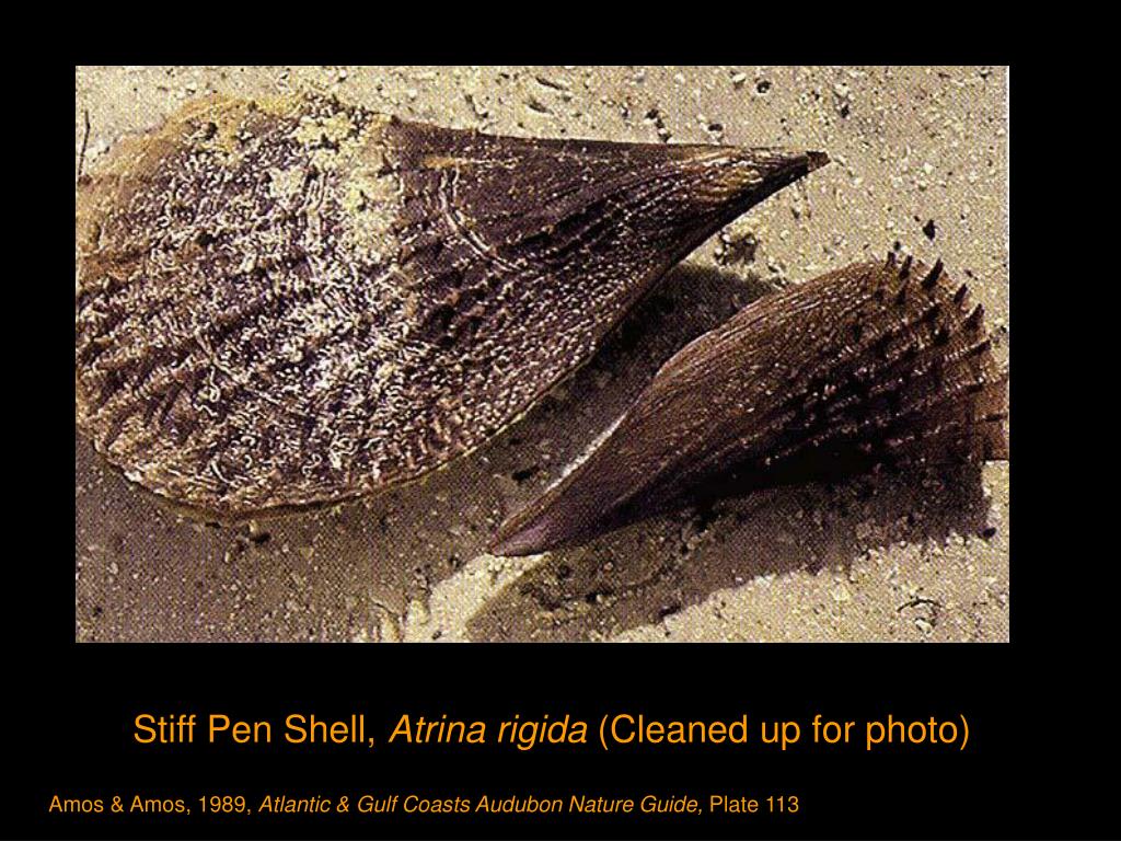 Stiff Pen Shell Large Atlantic Ocean North Florida Atrina Rigida