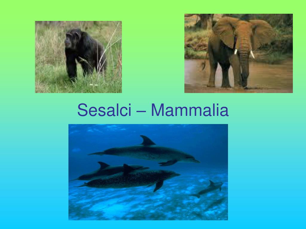 PPT - Sesalci – Mammalia PowerPoint Presentation, free download - ID:4552421