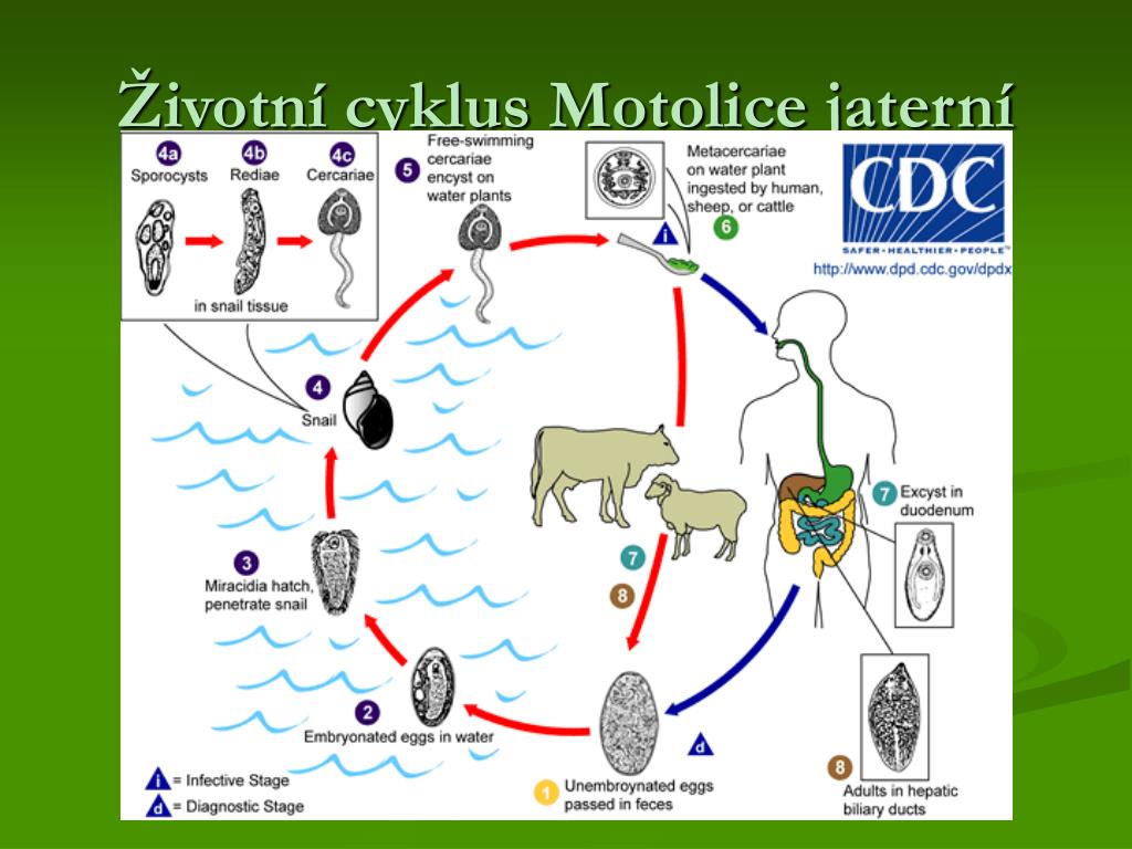 Жизненный цикл легочного. Стадии жизненного цикла Fasciola hepatica. Fasciola hepatica жизненный цикл. Цикл развития фасциолы печеночной. Стадии жизненного цикла печеночного сосальщика.