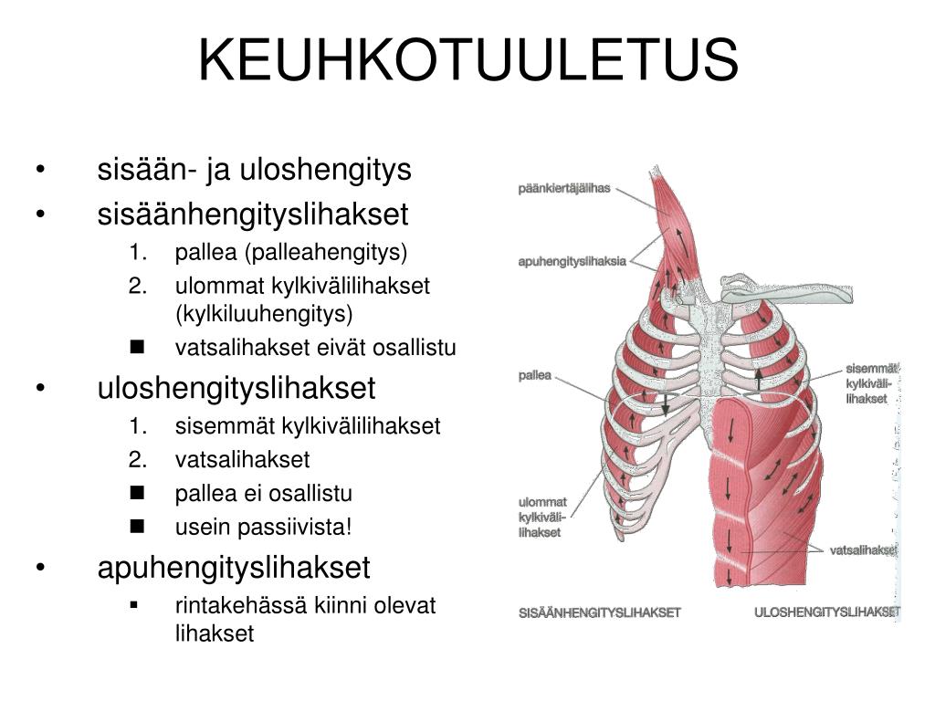 PPT 3 Kurssikerta PowerPoint Presentation Free Download ID 4552794