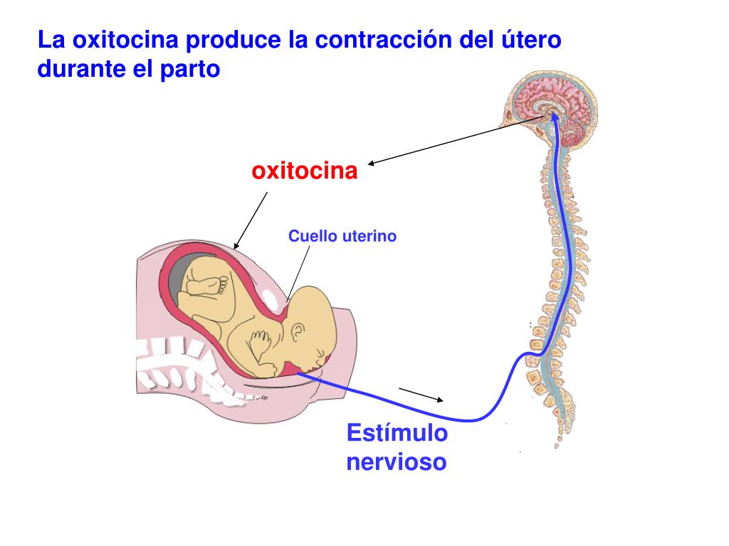 Ppt HipÓfisis Posterior Powerpoint Presentation Free Download Id4553262 8746