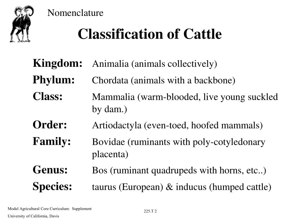 PPT - Classification of the Horse PowerPoint Presentation, free download -  ID:4553686