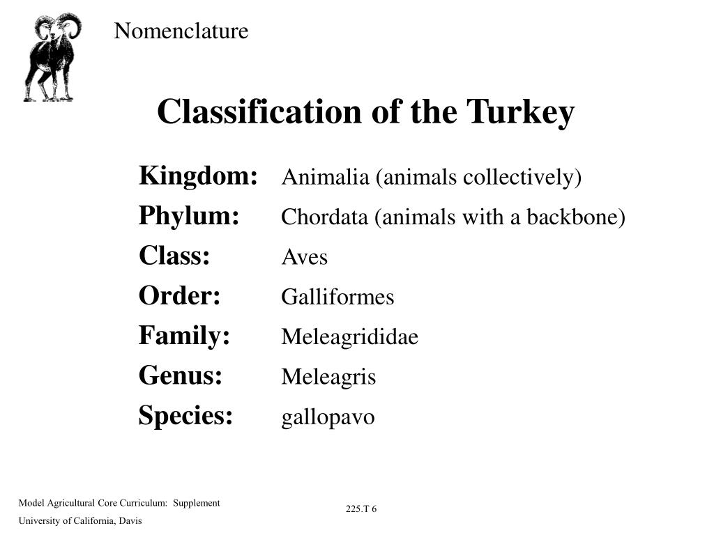 PPT - Classification of the Horse PowerPoint Presentation, free download -  ID:4553686