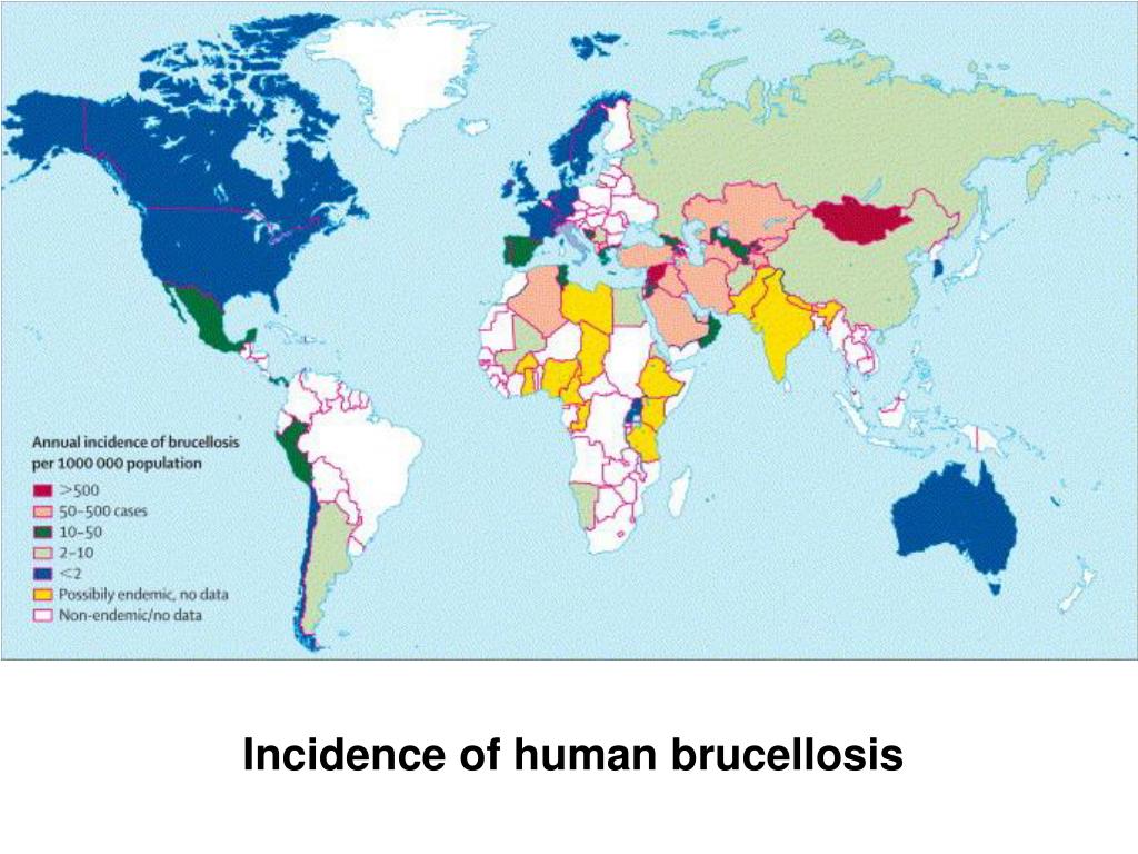 PPT - BRUCELLOSIS-2 PowerPoint Presentation, Free Download - ID:4553726