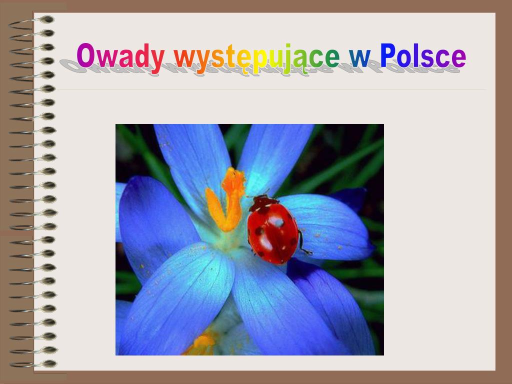 Owady Chronione W Polsce Prezentacja PPT - Owady występujące w Polsce PowerPoint Presentation, free download