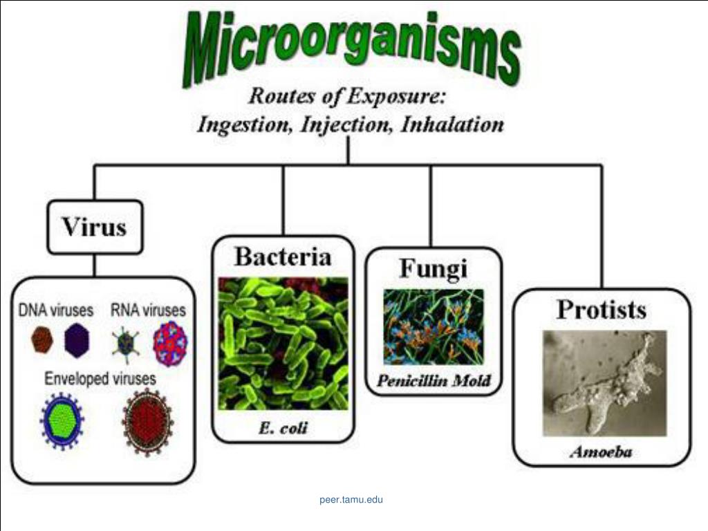 Бактерии вирусы грибы биология. Бактерия fungi. Грибы и бактерии. Microorganisms presentation. Бактерии вирусы грибы простейшие.