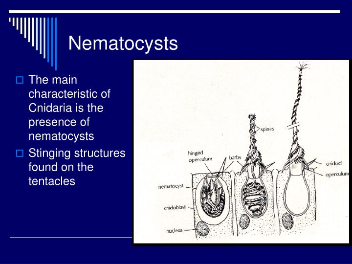 cnidaria and nematocysts The phylum cnidaria (coelenterata in some texts) includes both solitary and of their ability to actually catch food with their stinging cells called nematocysts. cnidaria and nematocysts The phylum cnidaria (coelenterata in some texts) includes both solitary and of their ability to actually catch food with their stinging cells called nematocysts.