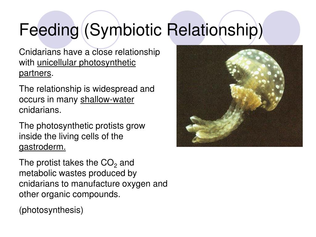 PPT - Phylum Cnidaria PowerPoint Presentation, free download - ID:4554886