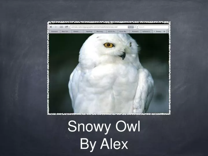 snowy owl by alex n.