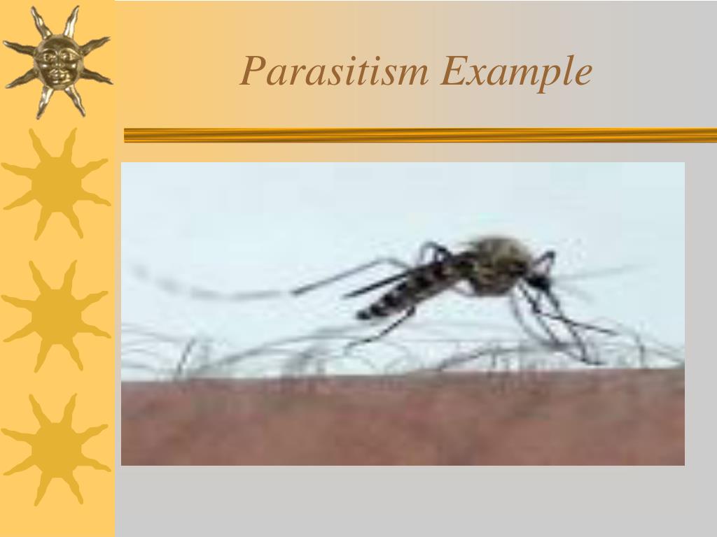 PPT - Threatened, Endangered and Extinct Species PowerPoint