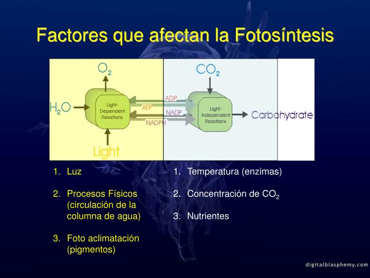 PPT - Curvas Fotosíntesis-Irradiancia (P-E) PowerPoint PPT - Curvas Fotosíntesis-Irradiancia (P-E) PowerPoint