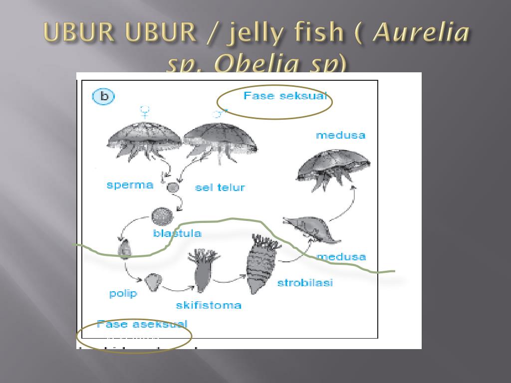 Ppt Metamorphosis And Metagenesis Powerpoint Presentation Free Download Id 4561036