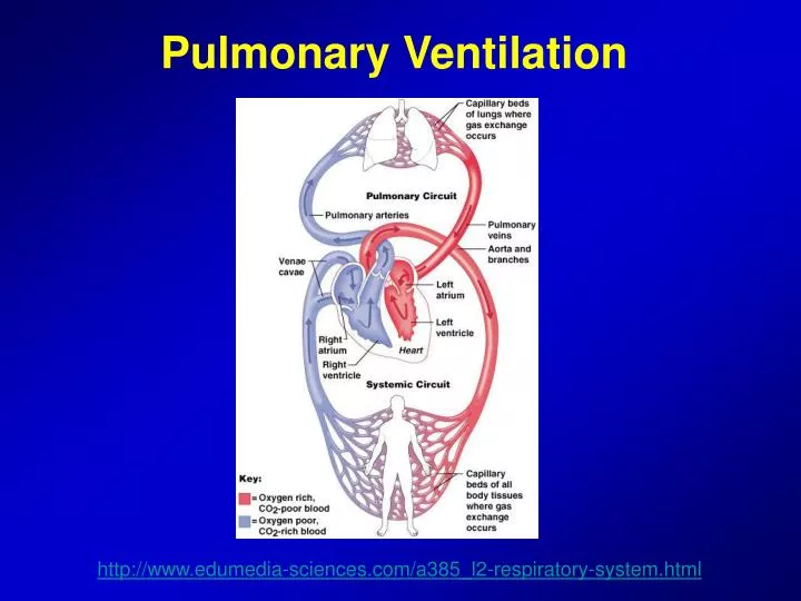 PPT - Pulmonary Ventilation PowerPoint Presentation, free download -  ID:4561474