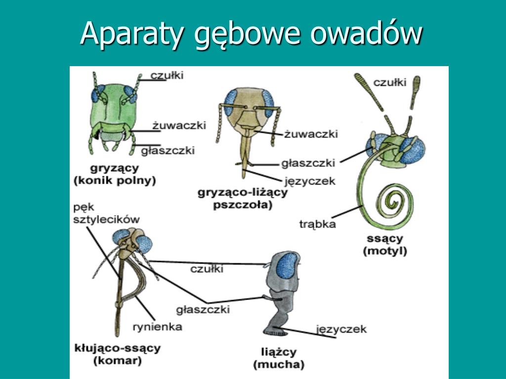 Dlaczego środkowa I Tylna Para Odnóży Nartnika Jest Bardzo Wydłużona PPT - 2.11. Poznajemy mięczaki i stawonogi PowerPoint Presentation