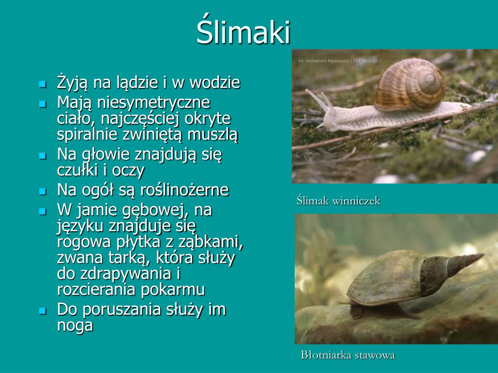 Mięczaki Zwierzęta O Miękkim Ciele Okrytym Muszlą PPT - 2.11. Poznajemy mięczaki i stawonogi PowerPoint Presentation