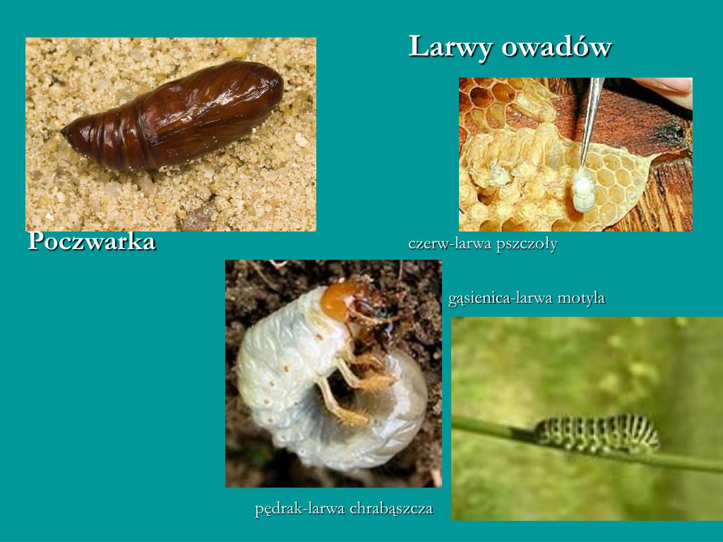 Larwa I Postać Dorosła Przebywają W Organizmie Jednego żywiciela