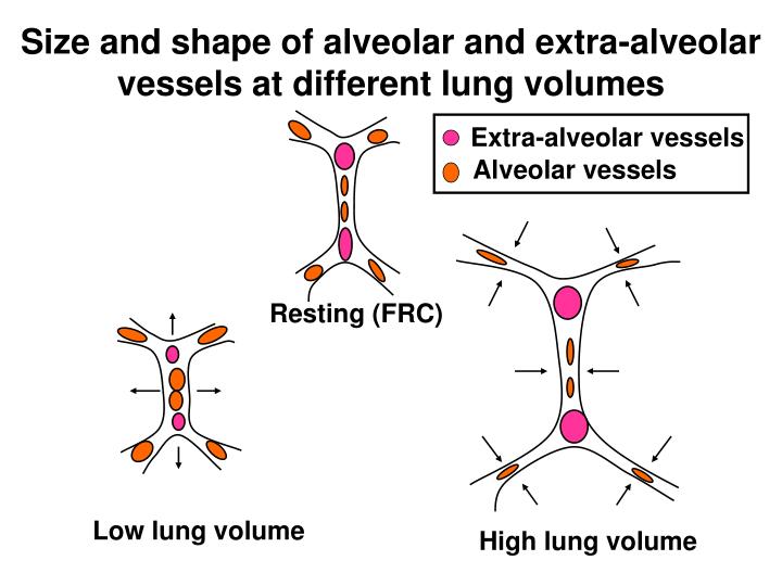 PPT - Cardiopulmonary Interaction in Critically Ill Patients PowerPoint ...