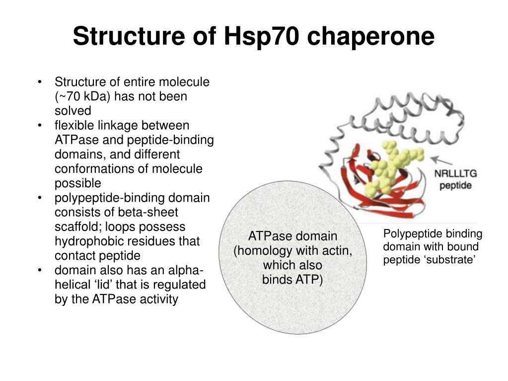 chaperone protein chaperone protein