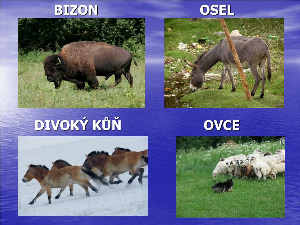 PPT - PODNEBNÉ PÁSY – 5. roč. PowerPoint Presentation, free download -  ID:4563560