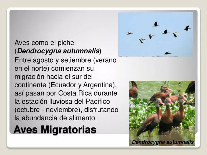 Ppt Aves Migratorias Powerpoint Presentation Free Download Id