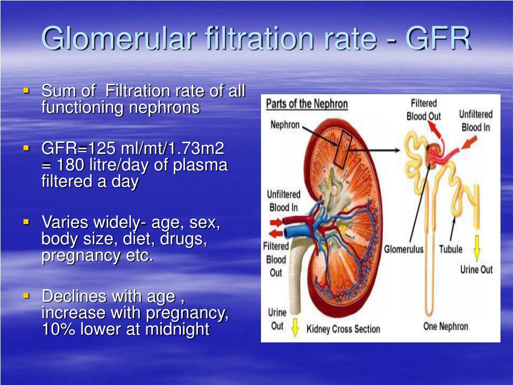 PPT - Measurement of Kidney Function PowerPoint Presentation, free ...
