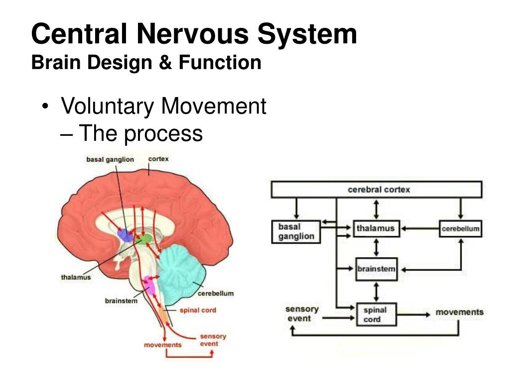 PPT - Central Nervous System PowerPoint Presentation, free download