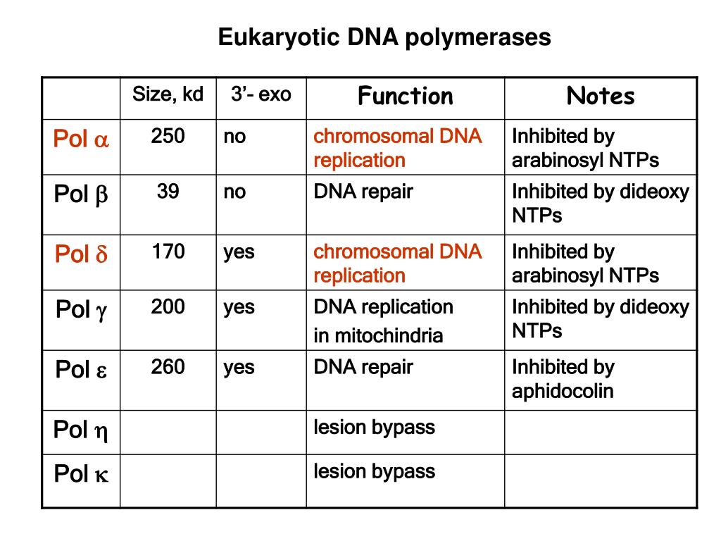 PPT - DNA replication in eukaryotes PowerPoint Presentation, free