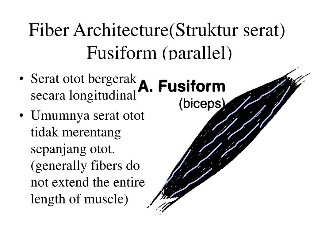 PPT - Fiber Architecture(Struktur serat) Fusiform (parallel) PowerPoint ...
