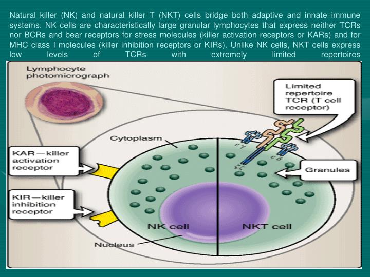 natural killer cells Natural killer cell: a cell that can react against and destroy another cell without prior sensitization to it abbreviated nk cell nk cells are part of our first line of defense against cancer cells and virus-infected cells. natural killer cells Natural killer cell: a cell that can react against and destroy another cell without prior sensitization to it abbreviated nk cell nk cells are part of our first line of defense against cancer cells and virus-infected cells.