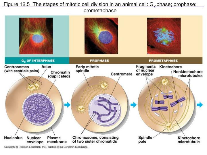prophase cell cycle prophase cell cycle