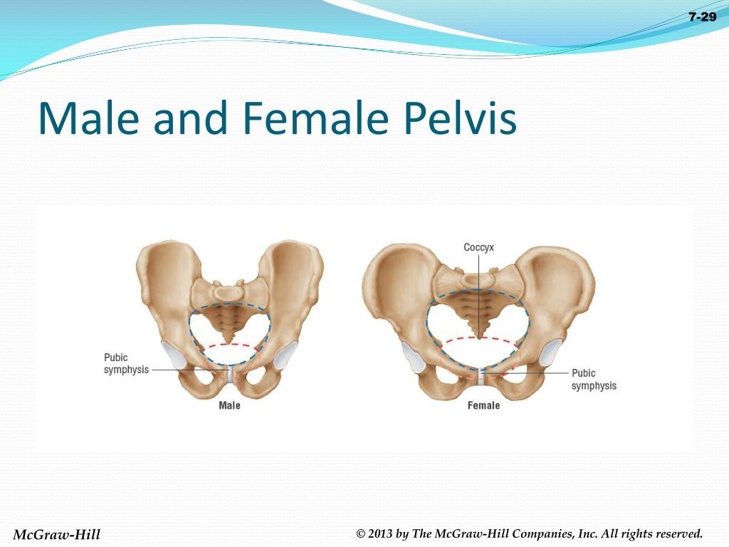 Male Vs Female Pelvis