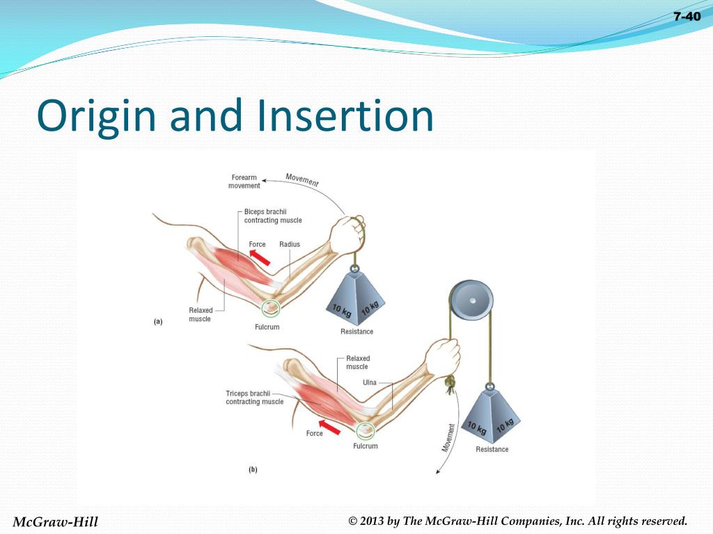 PPT Medical Terminology A Programmed Approach Paula Bostwick and Heidi er PowerPoint