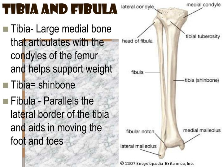 PPT - Appendicular Skeleton Lecture Notes PowerPoint Presentation - ID ...