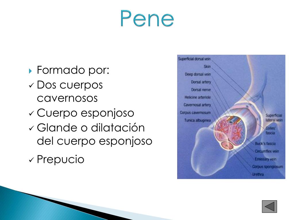 PPT APARATO REPRODUCTOR MASCULINO PowerPoint Presentation Free PPT APARATO REPRODUCTOR MASCULINO PowerPoint Presentation Free