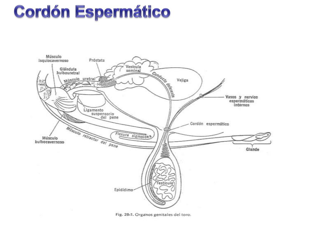 cordón espermático y próstata