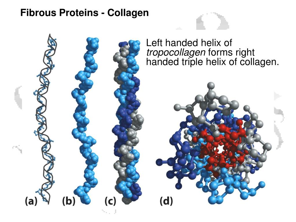 Какие аминокислоты в коллагене. Структура белка фибриллярные белки. Глобулярные белки эластин. Эластин белок структура. Коллаген белок структура.
