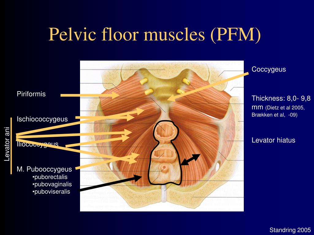 PPT Exercise, fitness and the pelvic floor Kolding , Sept 2013 PowerPoint Presentation ID
