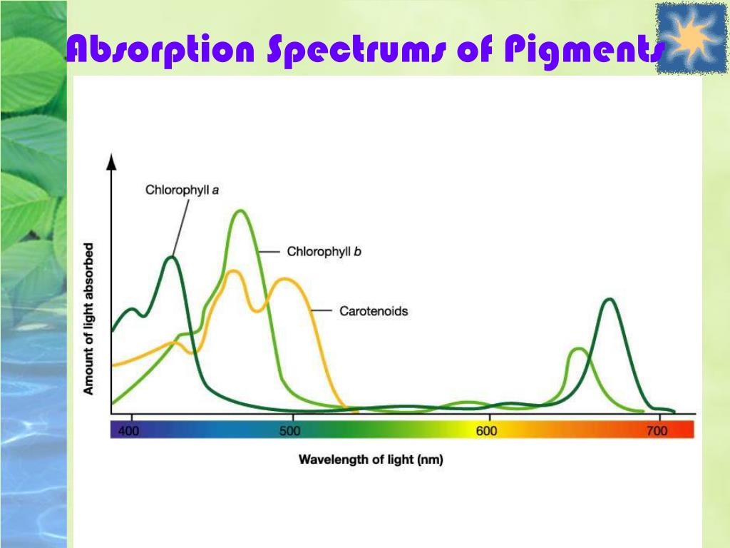 Хлорофиллы поглощают свет