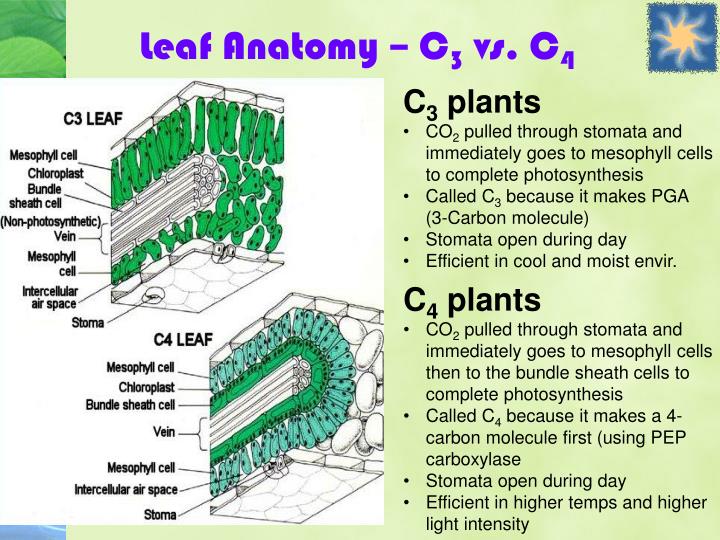 Ppt - Photosynthesis Powerpoint Presentation - Id:4584543