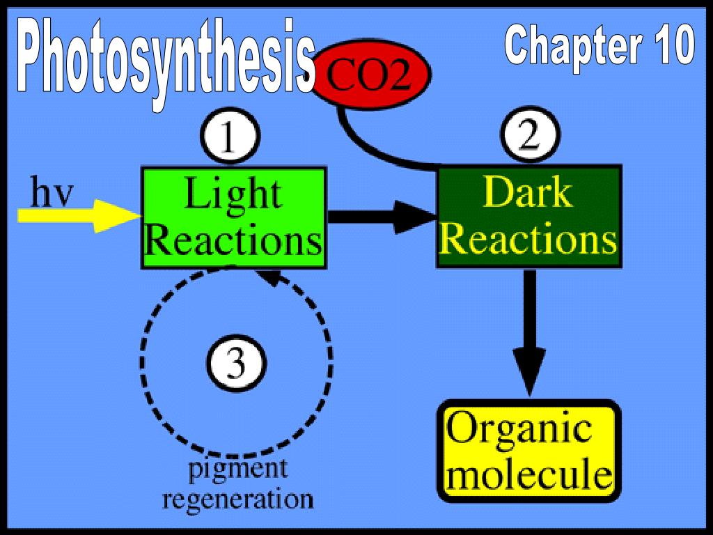 Сильная реакция на свет. Light dependent and Light independent Reactions. Light dependent and Light independent Reactions Table.