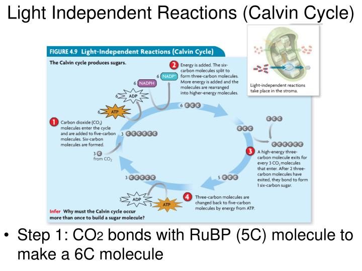 the light independent reaction a k a the calvin Co2 diffuses into the chloroplast and combines with rubp to form a 6-carbon sugar the 6-carbon sugar immediately splits into 2 molecules of pga the pga then takes an h from nadph and a p from atp and becomes pgal some pgal is. the light independent reaction a k a the calvin Co2 diffuses into the chloroplast and combines with rubp to form a 6-carbon sugar the 6-carbon sugar immediately splits into 2 molecules of pga the pga then takes an h from nadph and a p from atp and becomes pgal some pgal is.
