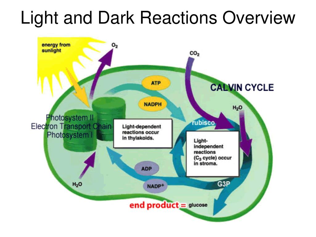 what is light reaction and dark reaction in photosynthesis