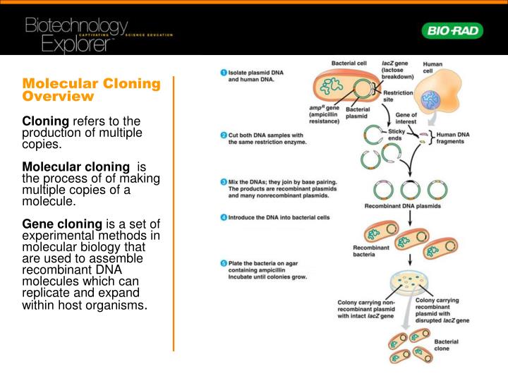 the benefits and harm from the discovery of cloning Cloning human beings we have discovered that the potential ability to clone human beings acts that do not harm others and on which there is no moral. the benefits and harm from the discovery of cloning Cloning human beings we have discovered that the potential ability to clone human beings acts that do not harm others and on which there is no moral.