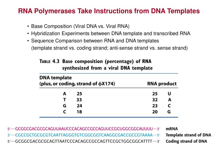 RNA Polymerases Take Instructions from DNA Templates