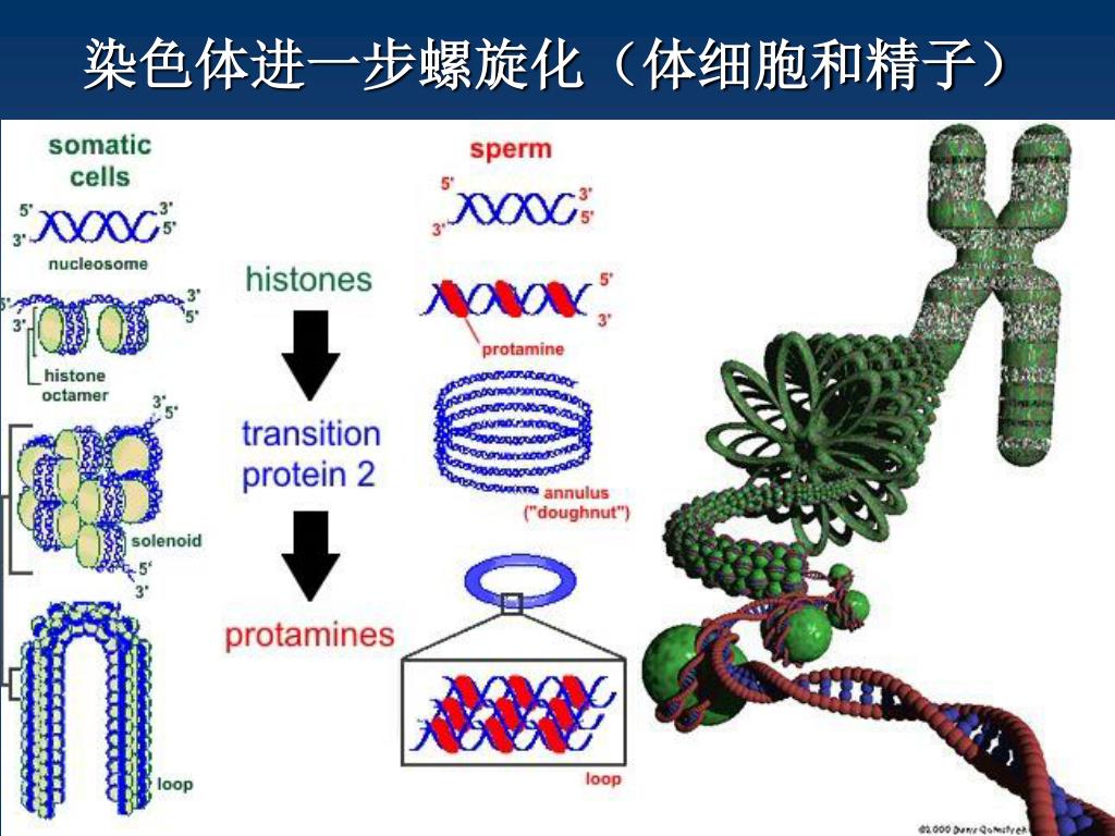 Ppt 第一章生殖细胞 Germ Cells 的发生powerpoint Presentation Id 4585041